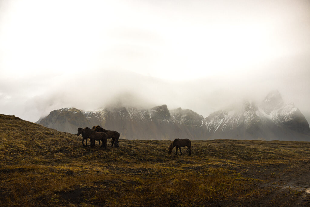 Horses in front of a mountain in iceland at Stokksnes 